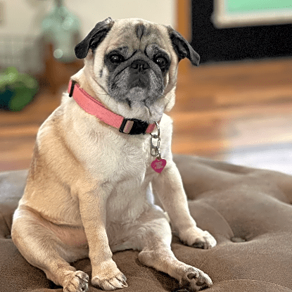 Photo of Frankie