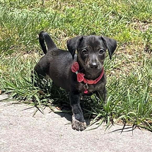 Photo of Buttercup