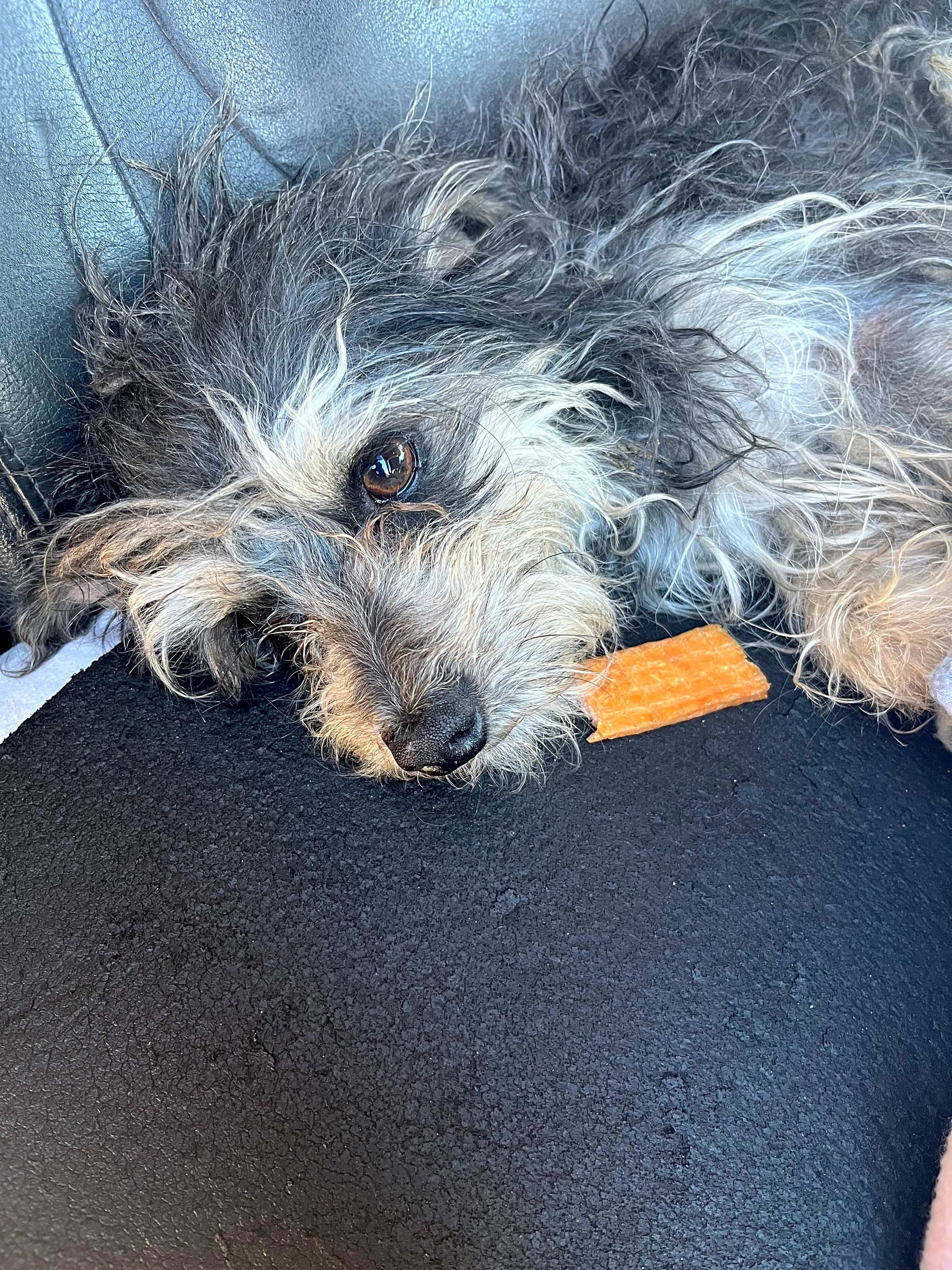 Photo of Chico
