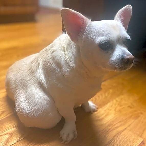Photo of snowball
