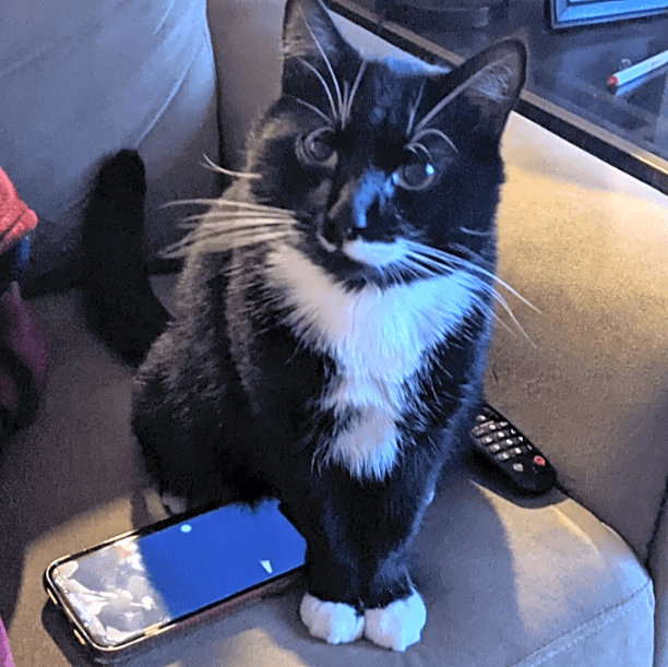 Photo of Loki