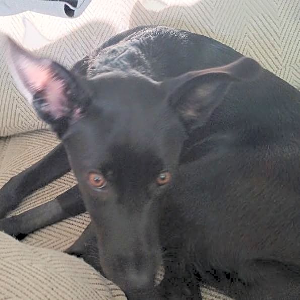 Photo of Shadow