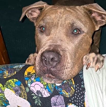 Photo of Blaze