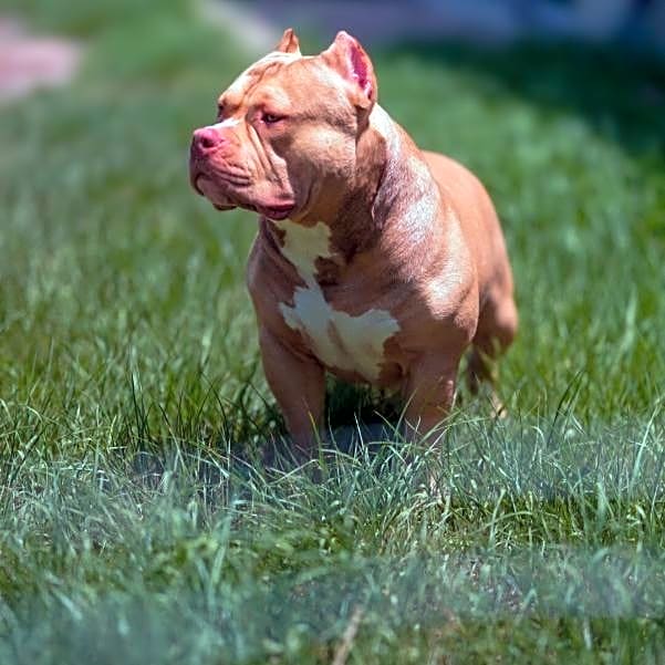 Photo of Jelly roll