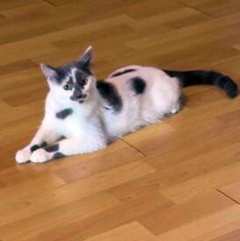 Photo of Rose
