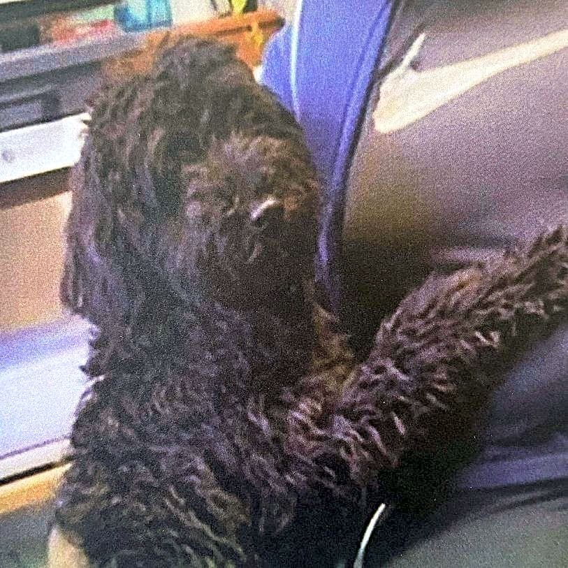 Photo of Teddy