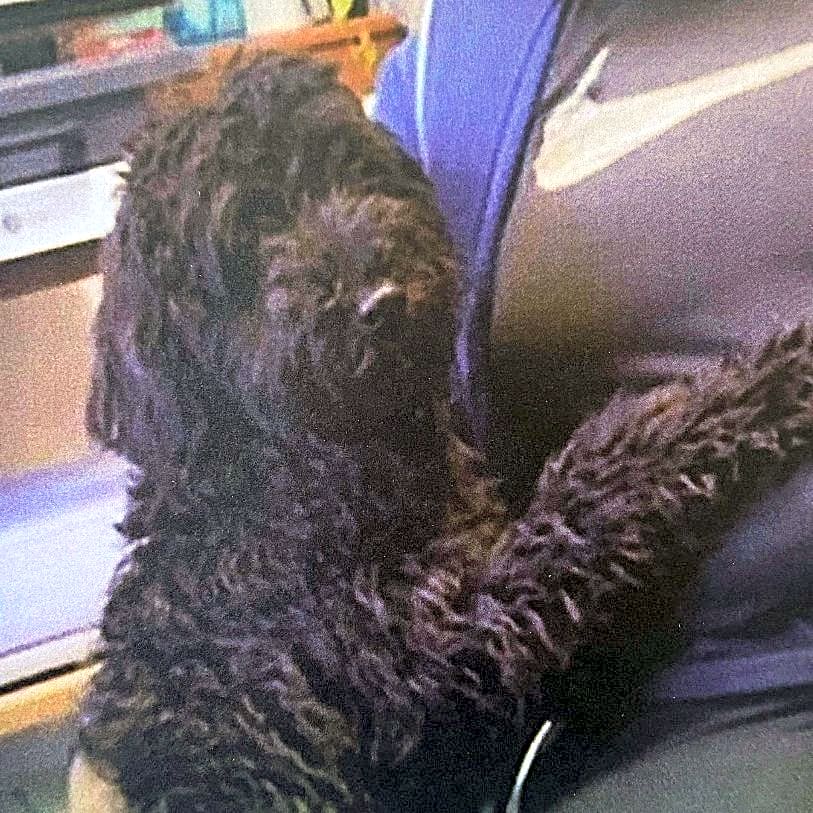 Photo of Teddy