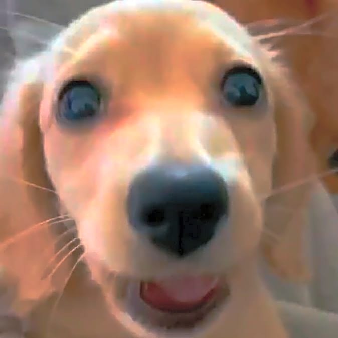 Photo of Harley