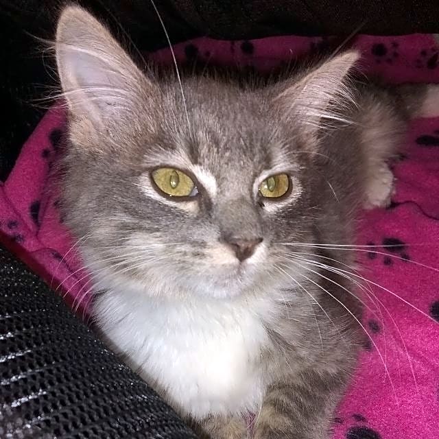 Photo of Puma