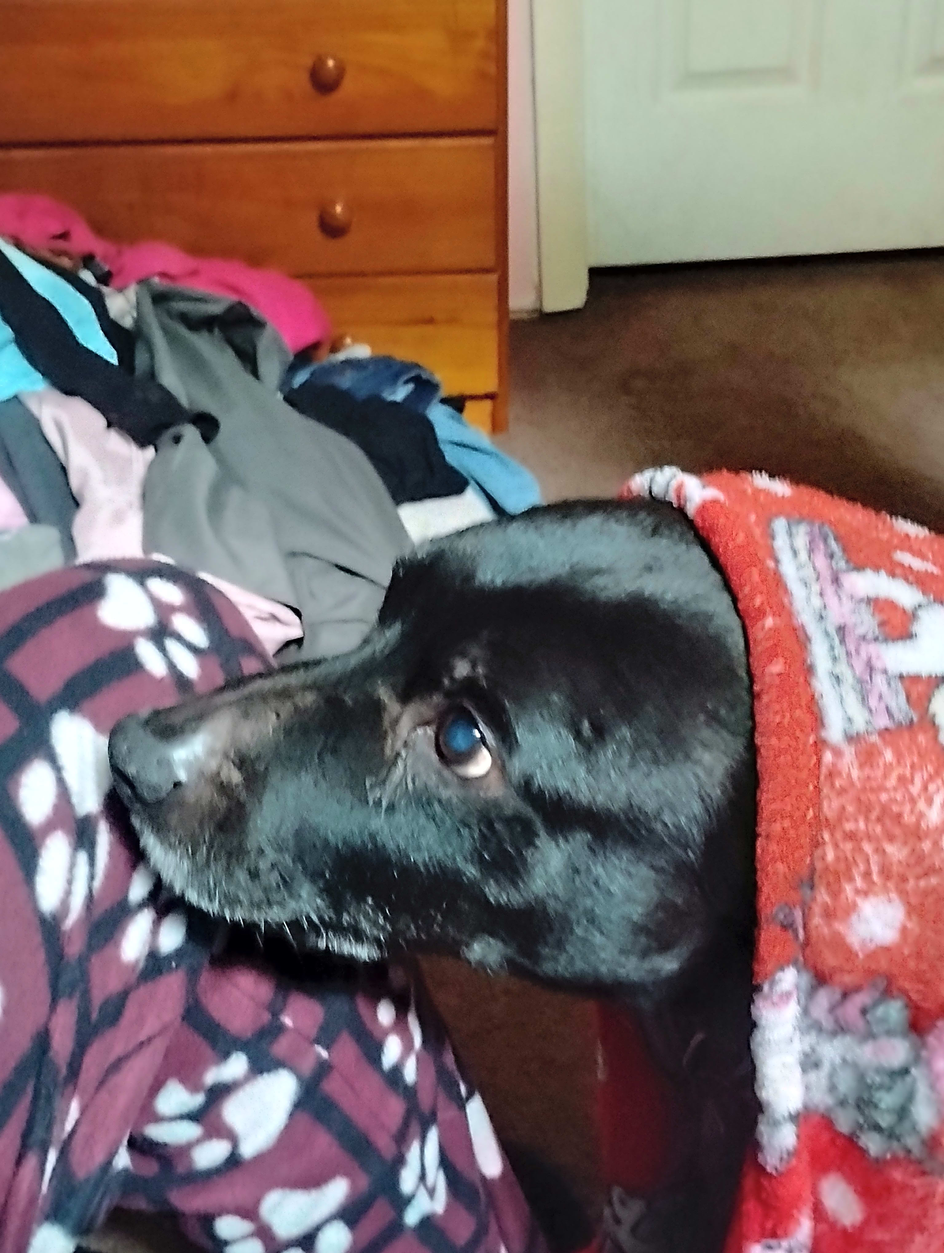 Photo of Buster