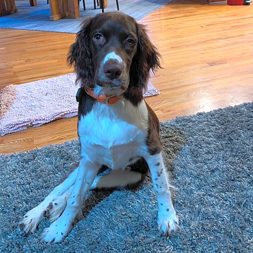 Photo of Stella