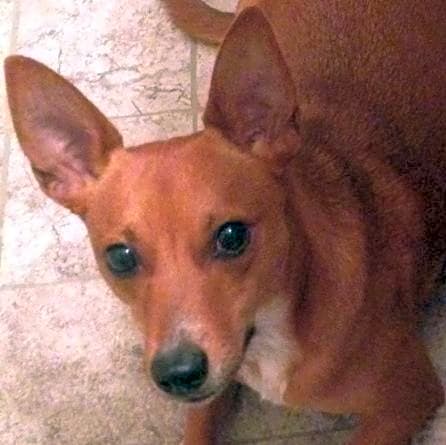 Photo of Cooper