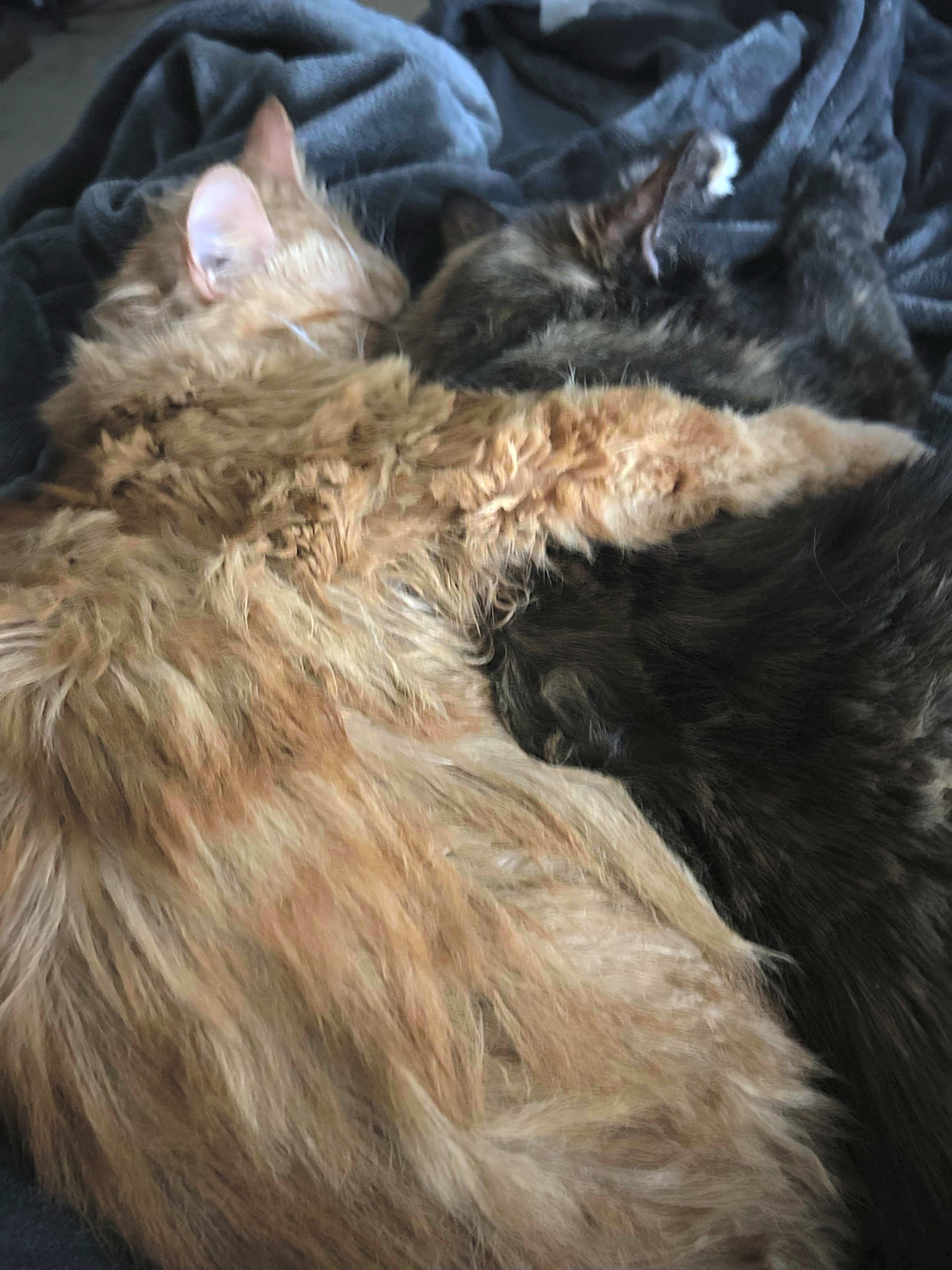 Photo of Punkin