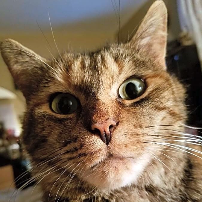 Photo of Lily