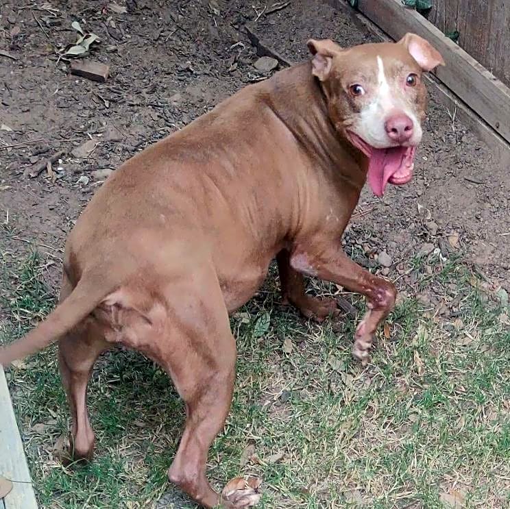Photo of Toffee