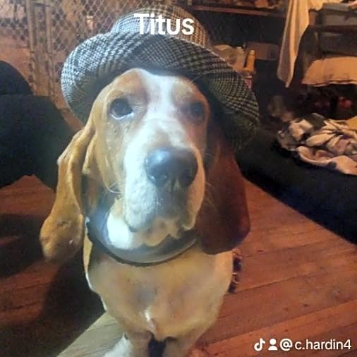 Photo of Titus