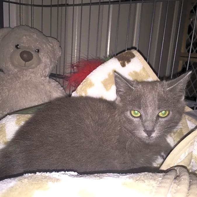 Photo of Bandit