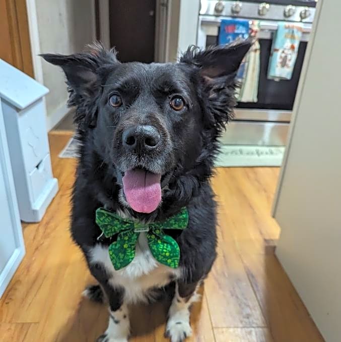 Photo of Ollie
