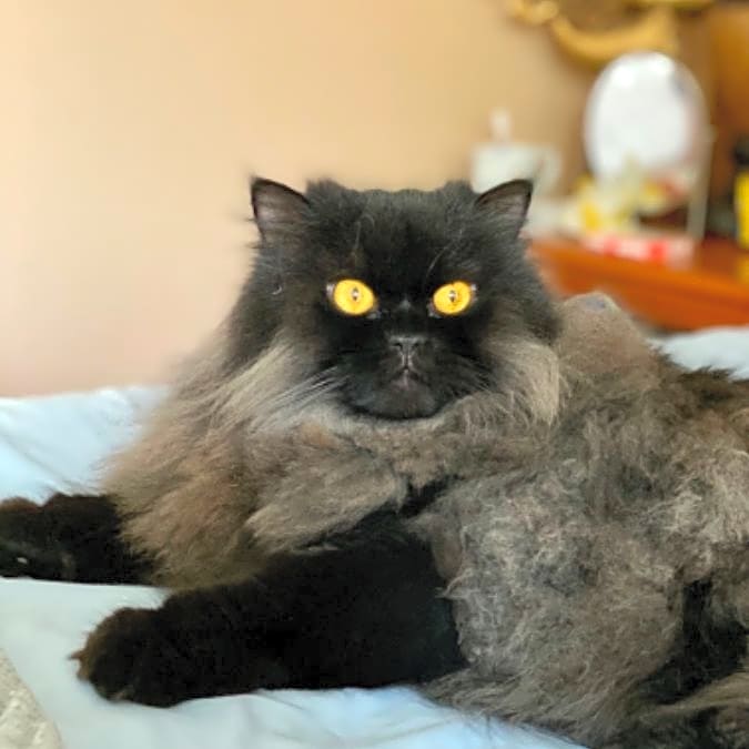 Photo of Persey