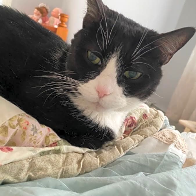 Photo of Princess (Kitty)