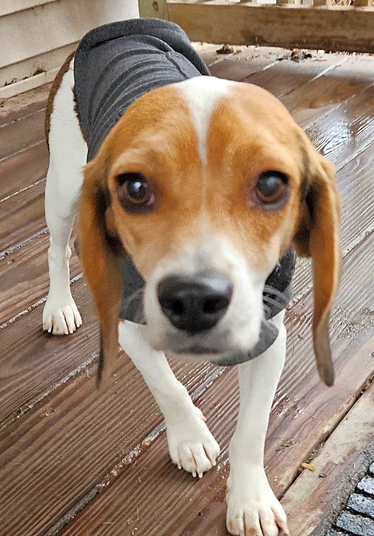 Photo of Buttercup
