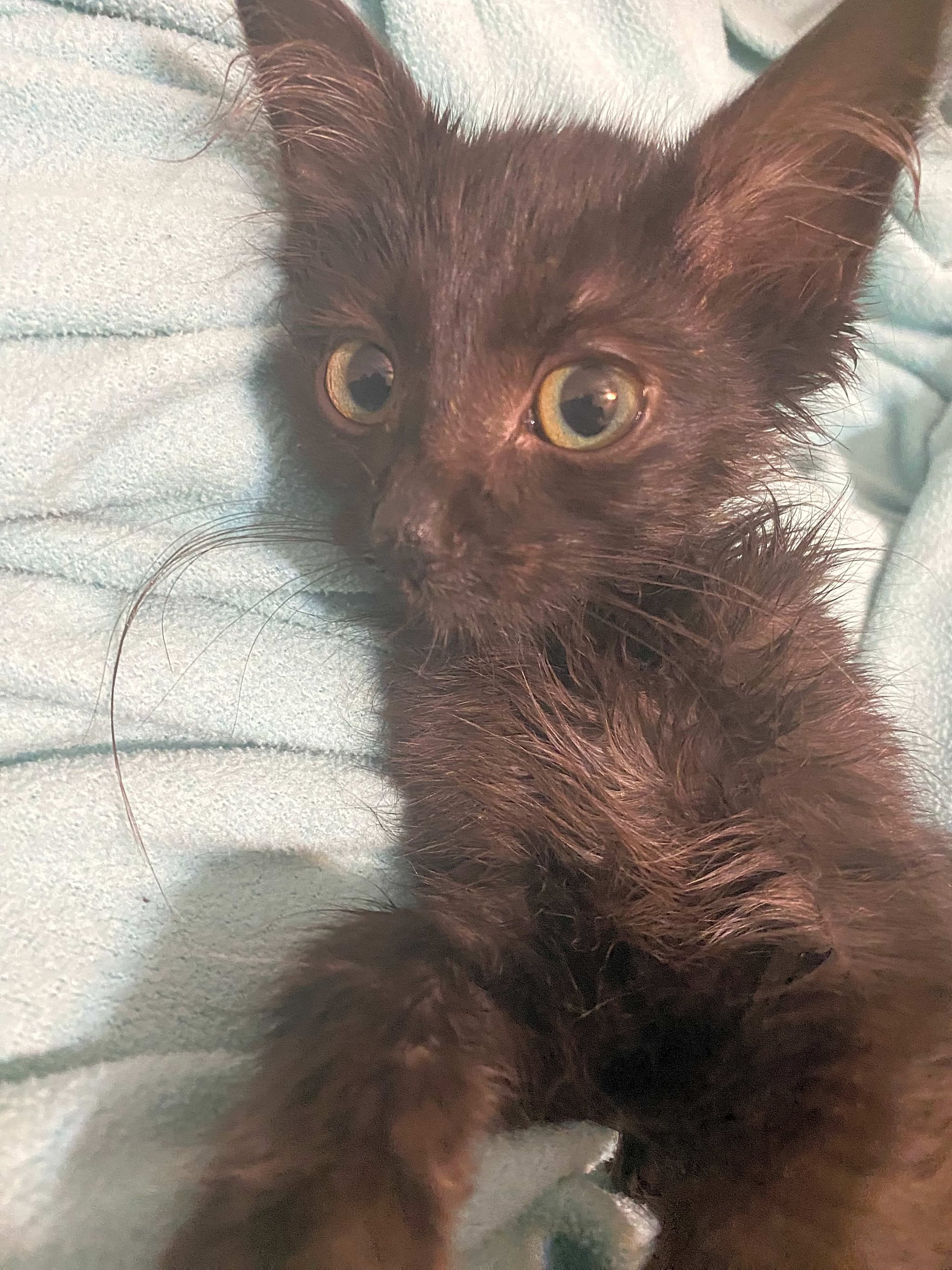 Photo of Lola Boo