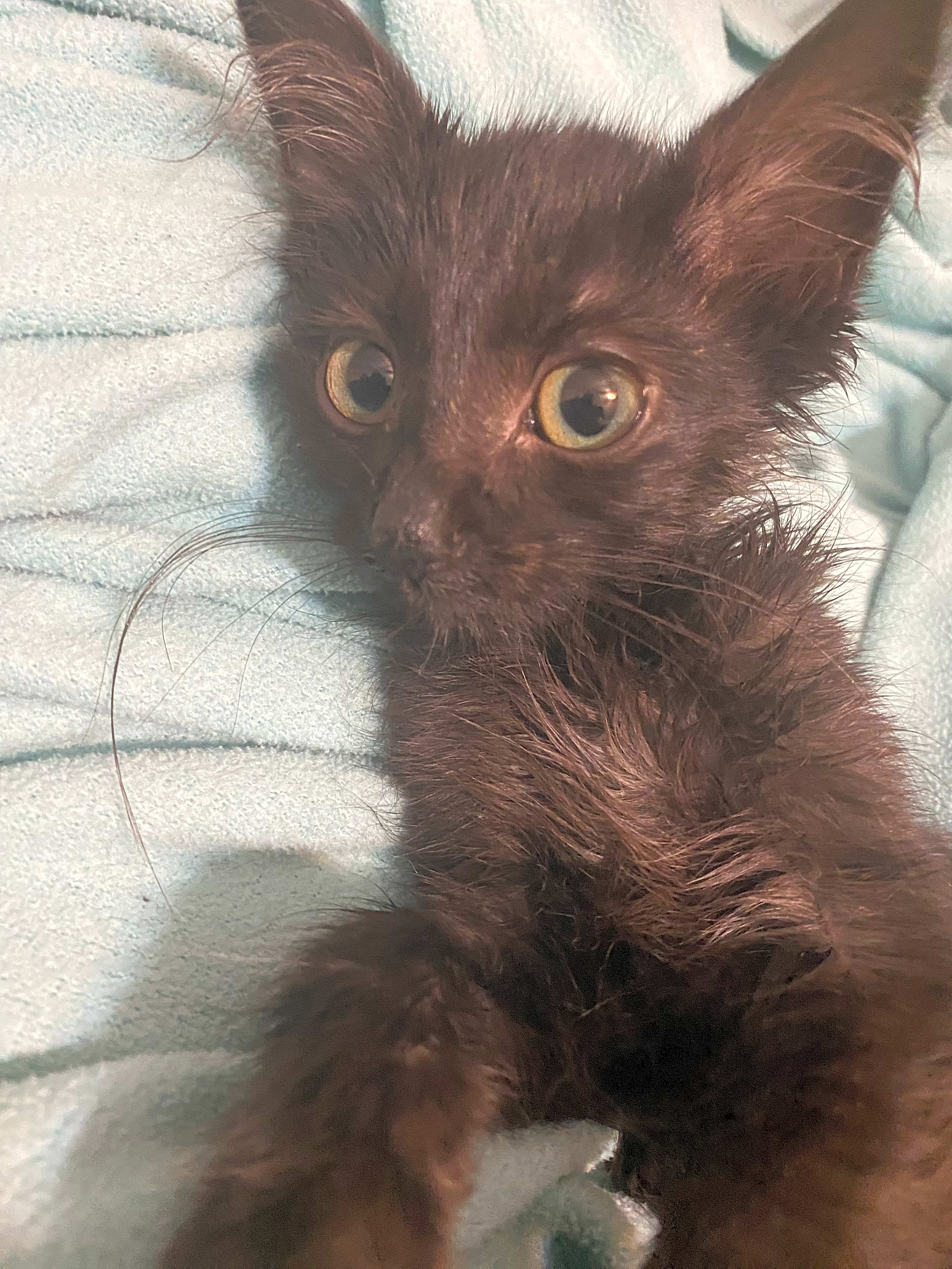 Photo of Lola Boo