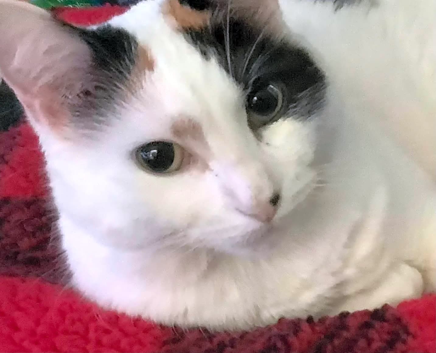 Photo of Kitty/Danni