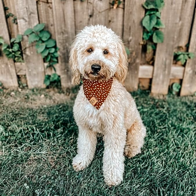 Photo of Lucy