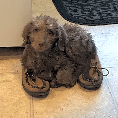 Photo of Remi