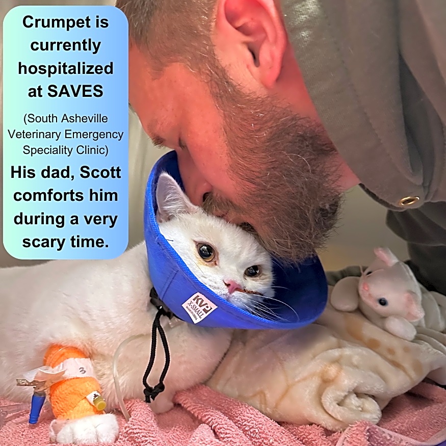 Photo of Crumpet