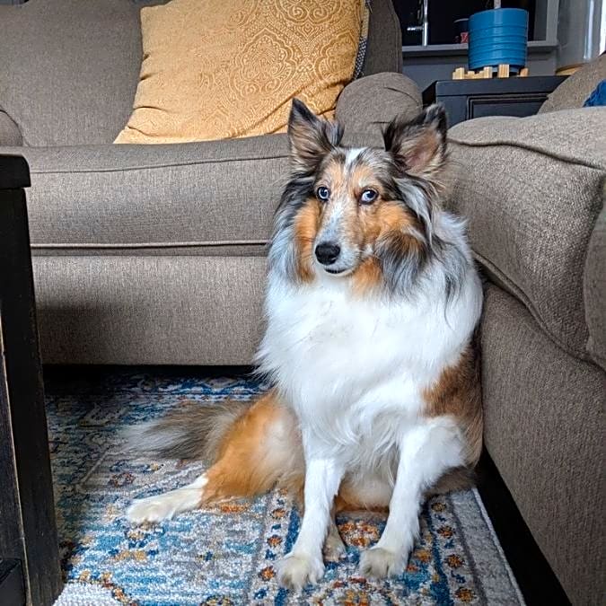 Photo of Eevee