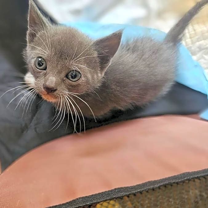 Photo of Callie