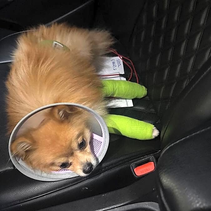 Photo of Rocky