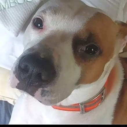 Photo of Dabo Weenie