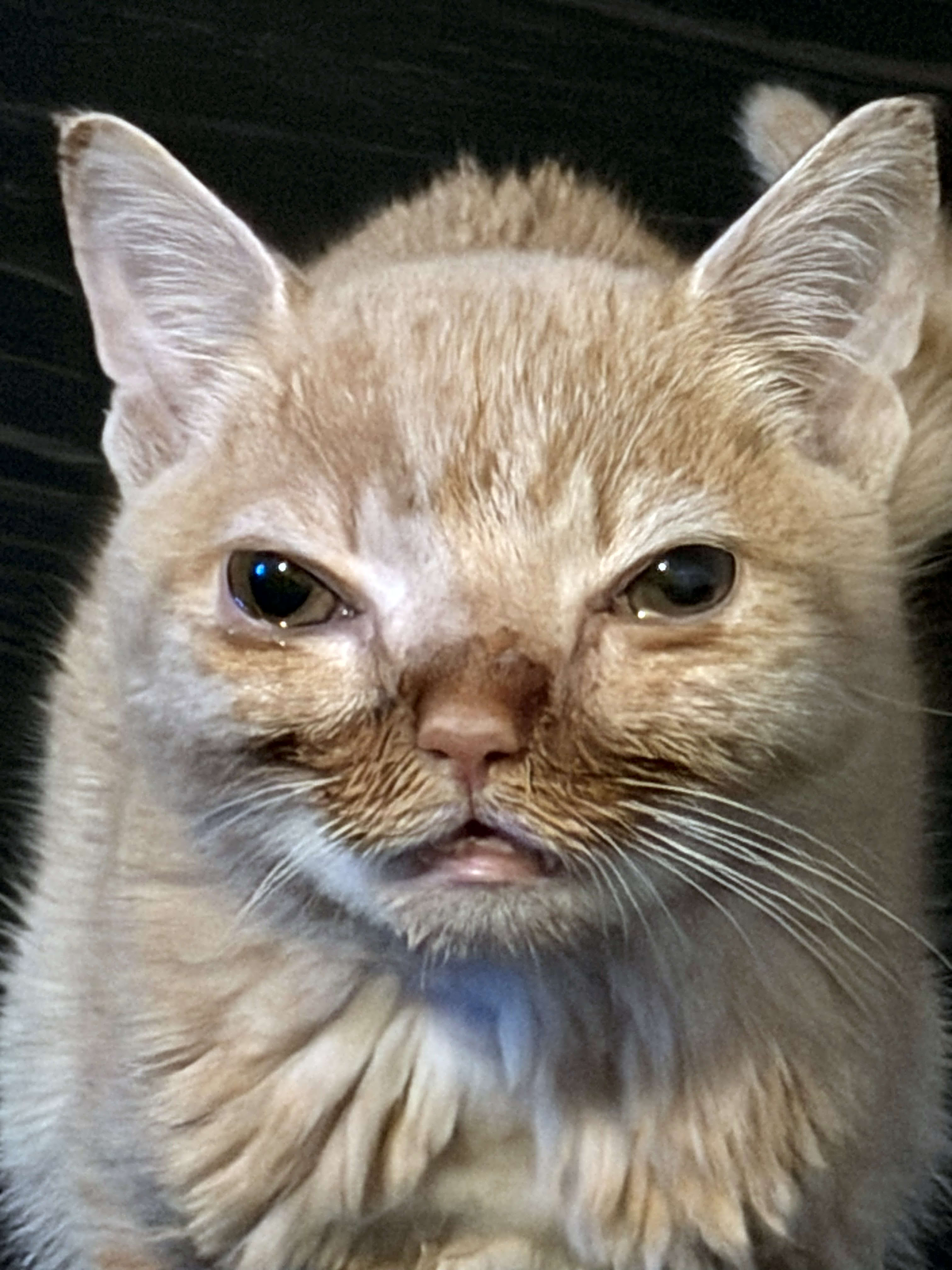 Photo of Eggnog