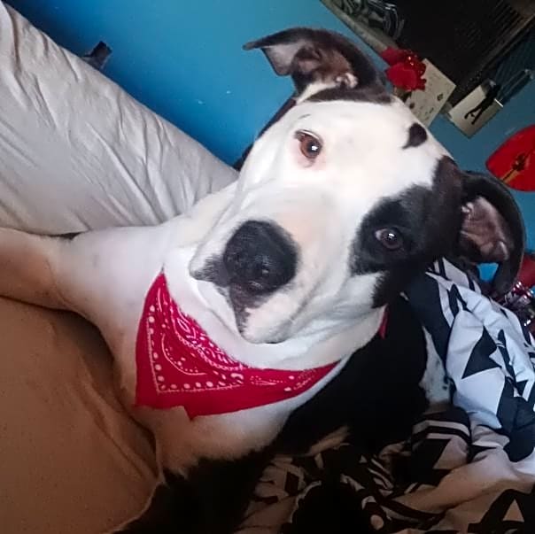 Photo of Dixie