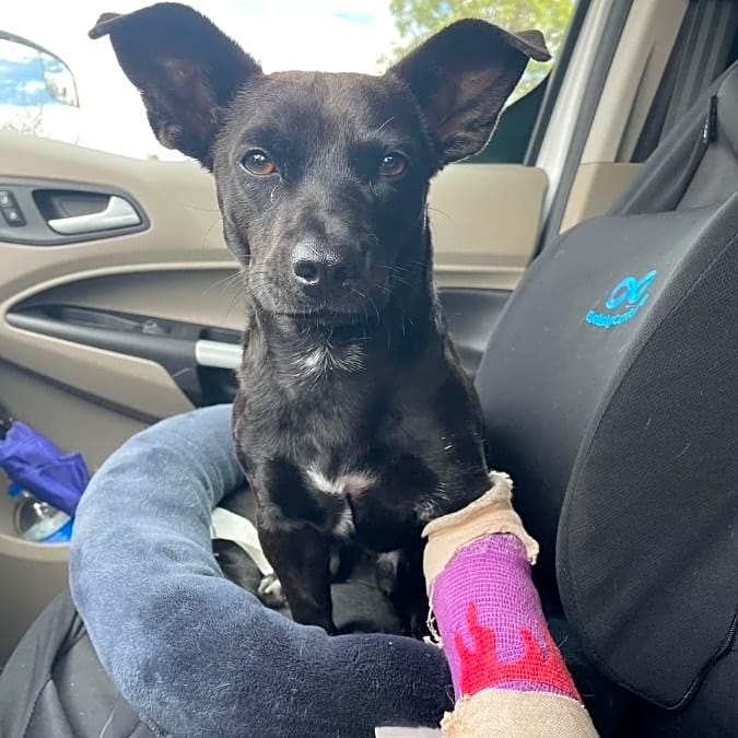 Photo of Onyx