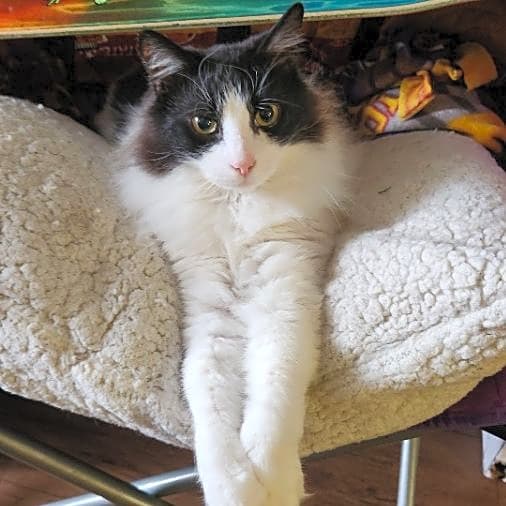 Photo of Bug