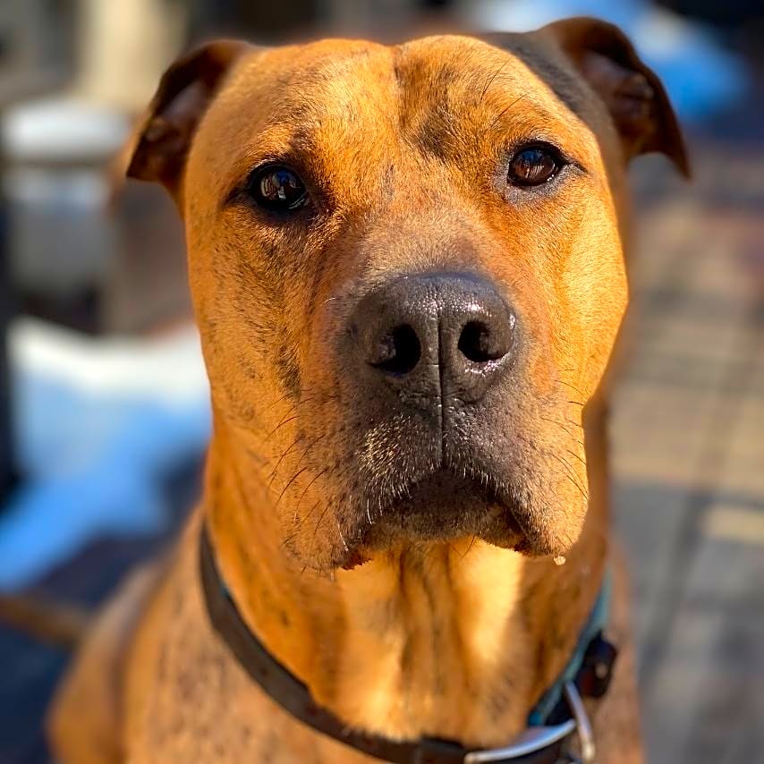 Photo of Rajah