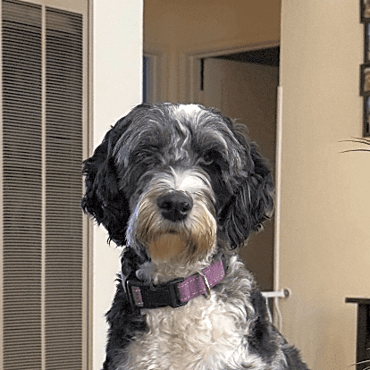 Photo of Remy