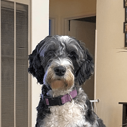 Photo of Remy