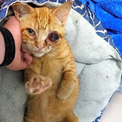 Photo of Mr. Grumpy Pants