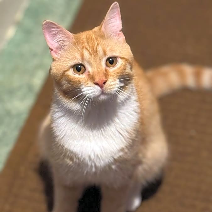 Photo of Littles