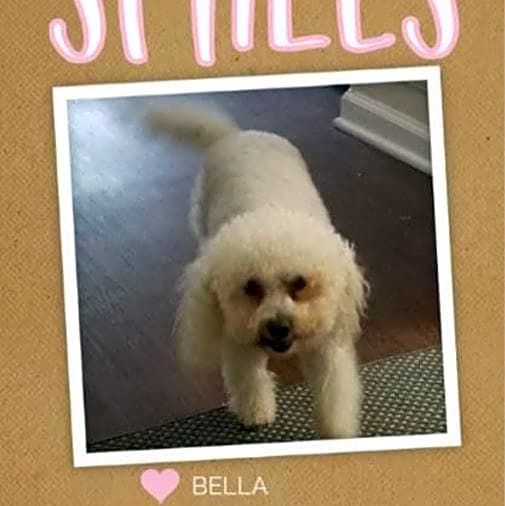 Photo of Bella