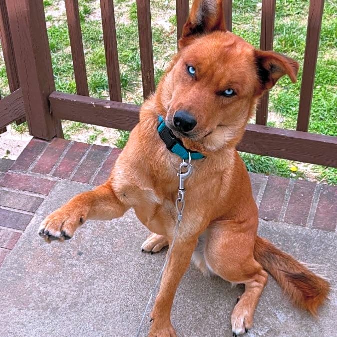Photo of Apollo