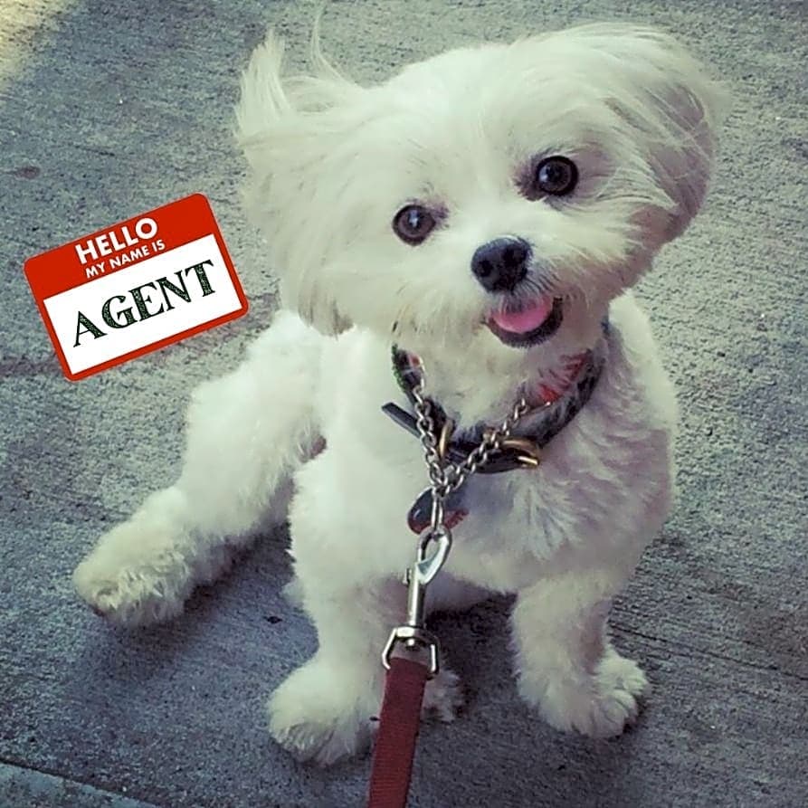 Photo of Agent