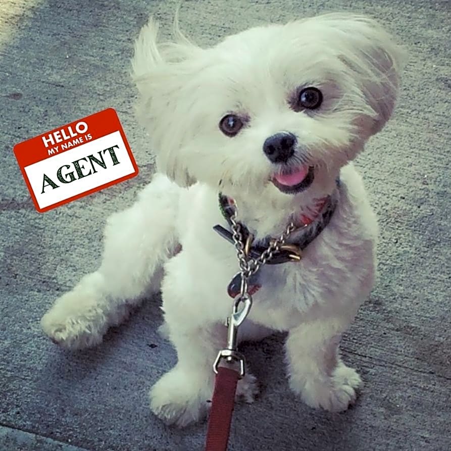 Photo of Agent