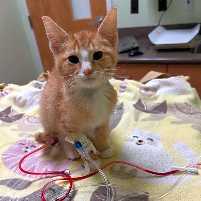 Photo of Oliver