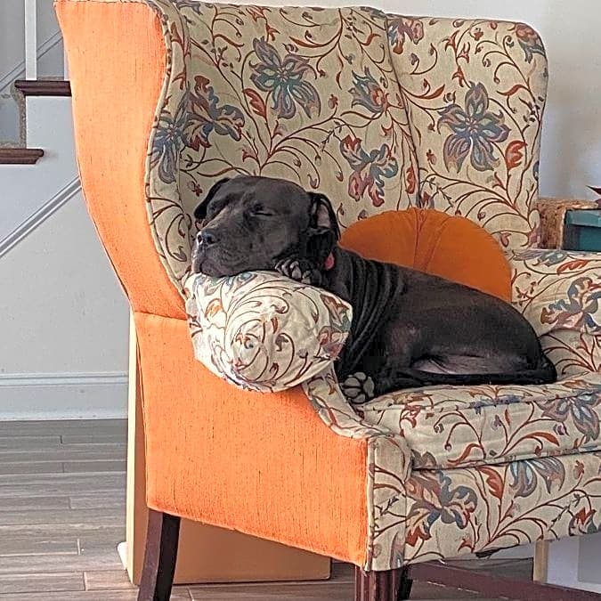 Photo of Bruno